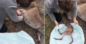 小袋鼠出生视频,萌动世界的温馨瞬间