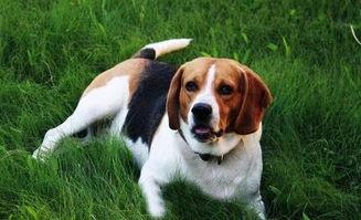 比格犬打猎视频,捕捉猎物瞬间