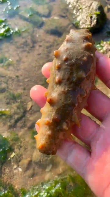 阿峰赶海视频,探寻海洋宝藏的奇妙之旅