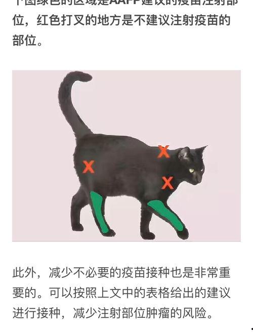 猫咪打疫苗视频,温馨视频带你了解宠物健康守护