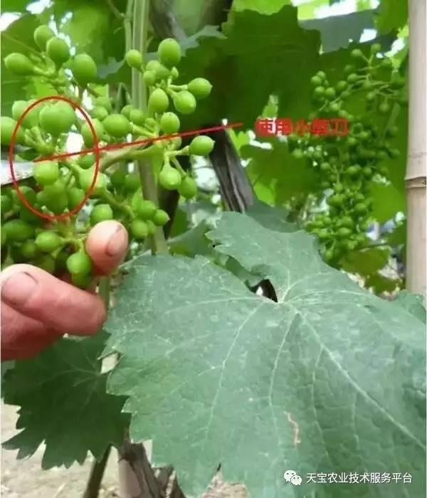 免费葡萄修剪技术视频,轻松掌握园艺修剪技巧