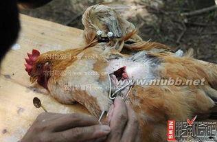 阉母鸡视频,传统养殖技艺与现代观念的碰撞