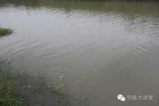 江钓鲤鱼视频,畅享自然之美