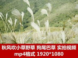 野草观看免费高清视频,探寻自然之美的高清视觉盛宴