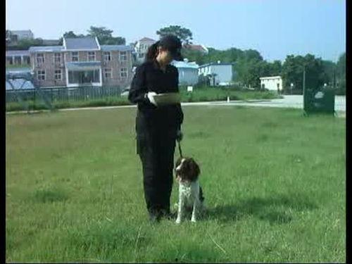 如何训犬视频,跟随视频教程轻松训练您的爱犬