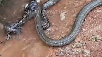 眼镜王蛇vs银环蛇视频,生死较量，谁主沉浮？