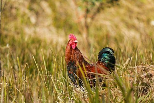 土鸡放养视频,自然生态养殖的生动画卷